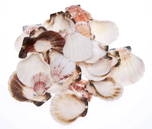 Stack of Seashells — Stock Photo, Image