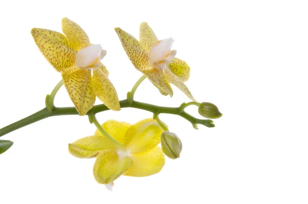 Orquídeas amarelas — Fotografia de Stock