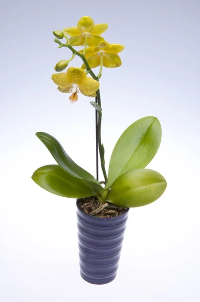 Жовтий orchid — стокове фото