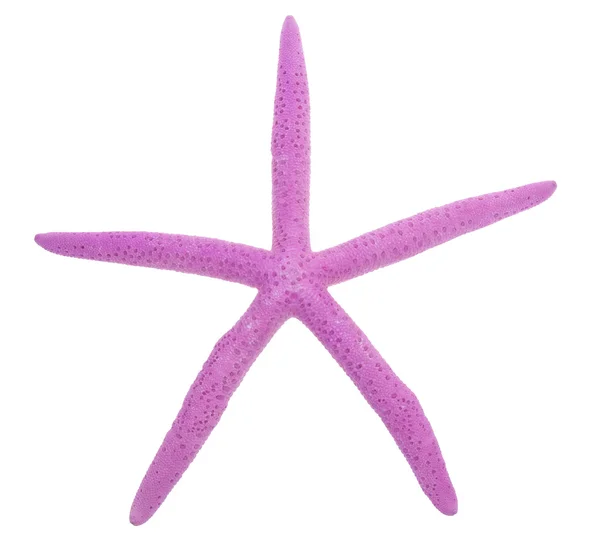 Estrella de mar rosa —  Fotos de Stock