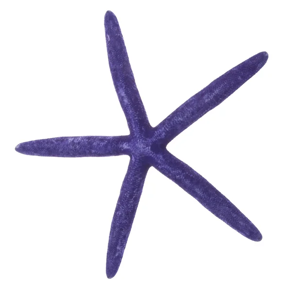 Étoile de mer violette — Photo