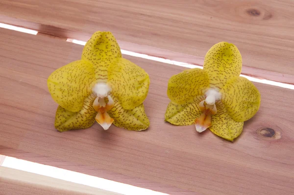 Orchidee su cedro — Foto Stock