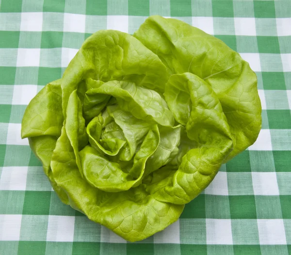 Hydroponischer Bibb-Salat — Stockfoto