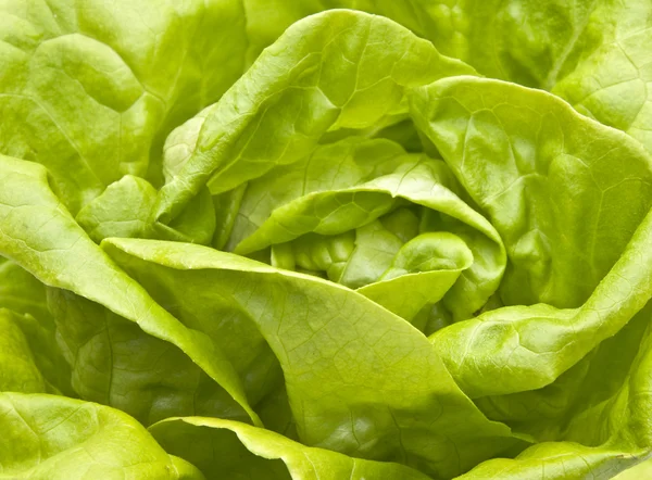 Hidroponikus bibb saláta — Stock Fotó