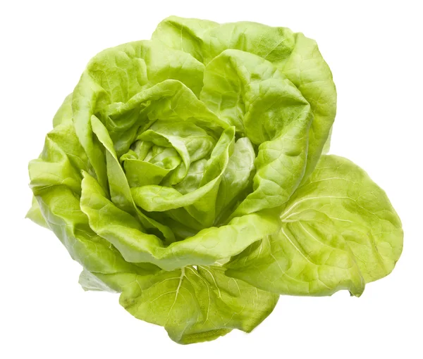 Hidroponikus bibb saláta — Stock Fotó