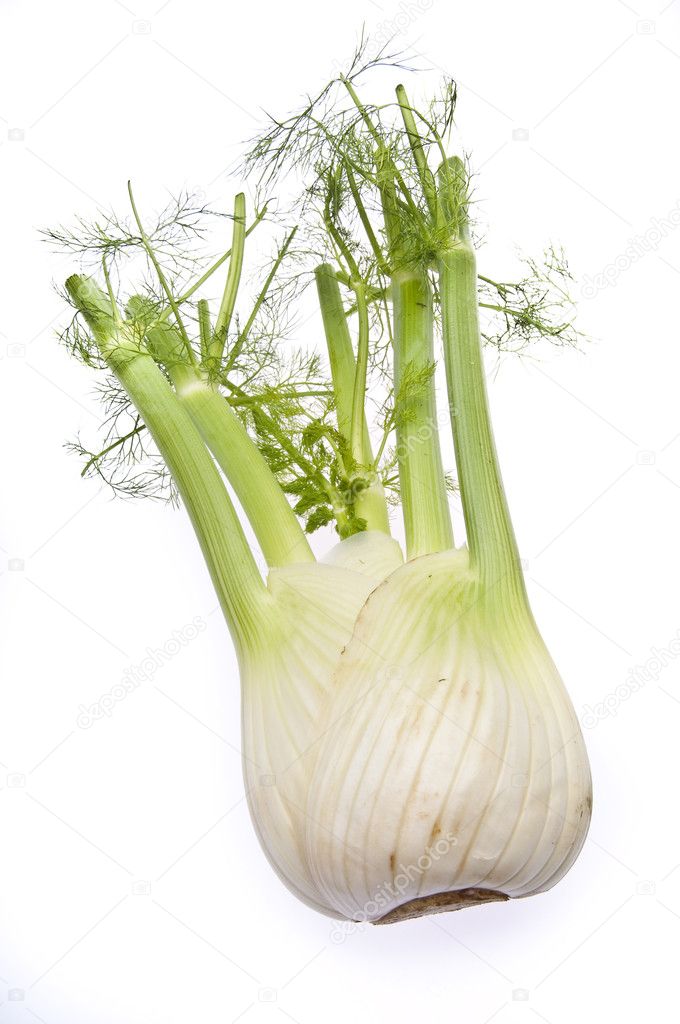 Fennel Bulb — Stock Photo © brookefuller 2509101