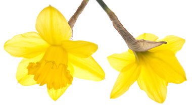 Spring Daffodils clipart