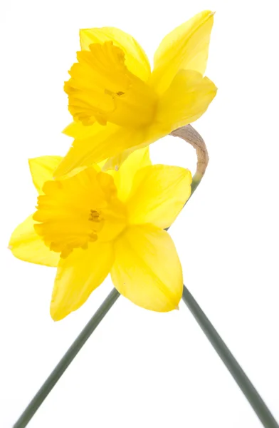 Par de Daffodils — Fotografia de Stock