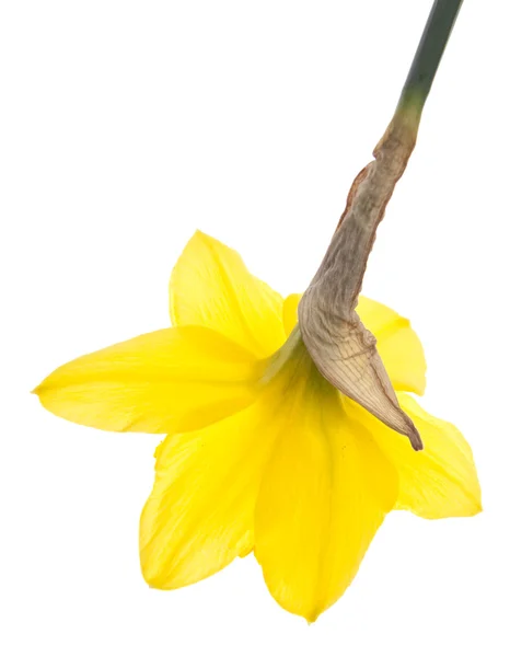 Wiosną żonkile — Zdjęcie stockowe