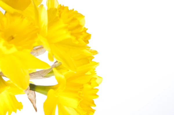 Résumé Daffodil Background — Photo