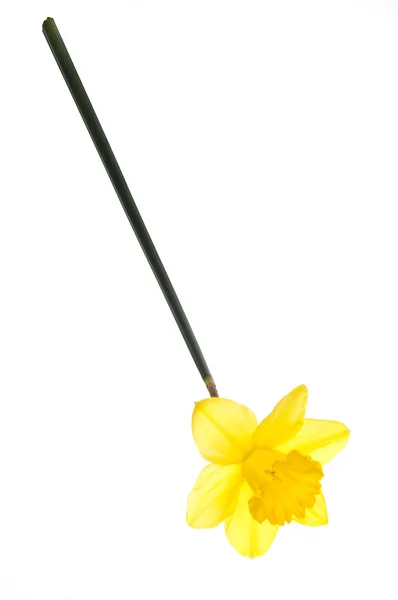 Tavaszi nárcisz — Stock Fotó