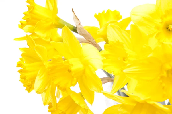 Astratto Daffodil sfondo — Foto Stock
