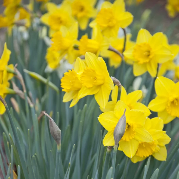 Narcissen van de lente — Stockfoto