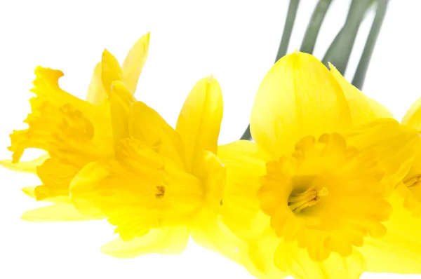 Astratto Daffodil sfondo — Foto Stock