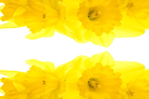 Resumo Fundo do Daffodil — Fotografia de Stock