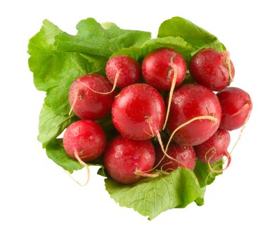 Red radish clipart