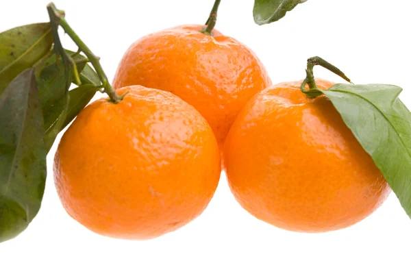 stock image Three tangerines