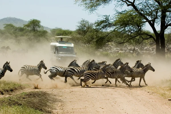 Zebras-1 — Stock Photo, Image
