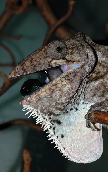 stock image Chameleolis barbatus