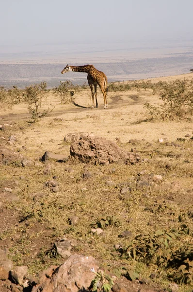 Girafa-5 — Fotografia de Stock