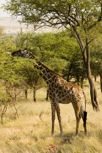 Giraffe-7 — Stock Photo, Image