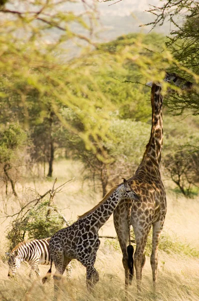 Giraffe-10 — Stock Photo, Image