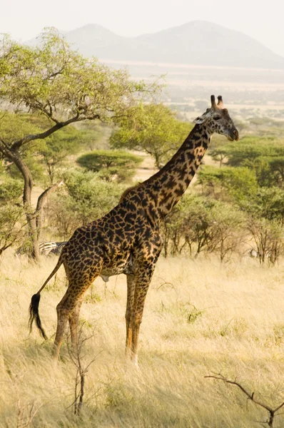 Giraffe-11 — Zdjęcie stockowe
