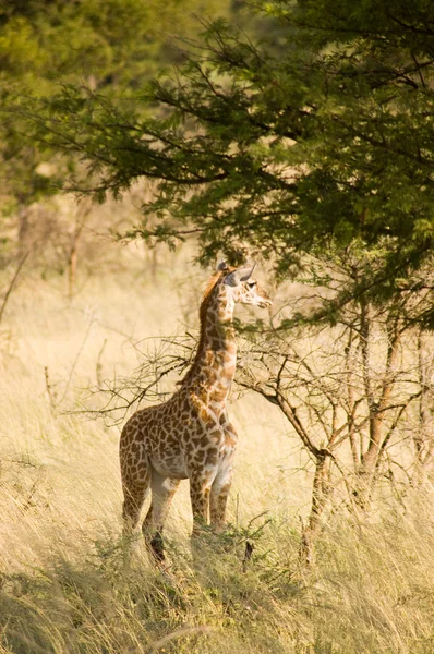 Giraffe-12 — Stock Photo, Image