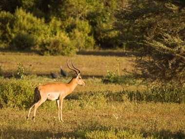 Impala-8