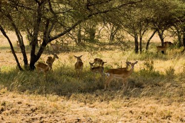 Impala-4