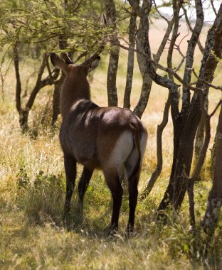 Waterbuck-1