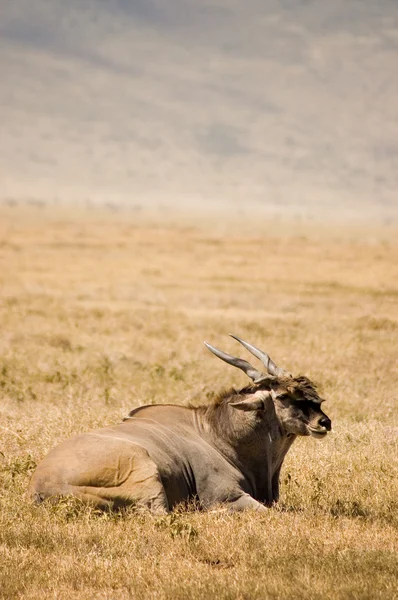 Antilope alcina-1 — Foto Stock