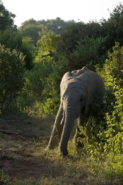 Elefant-1 — Stock Photo, Image