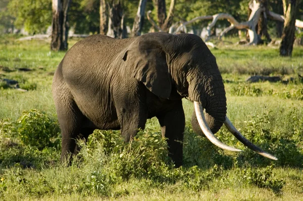 Elefant-10 — Stock fotografie