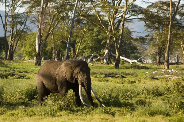 Elefant-11 — Stock Photo, Image