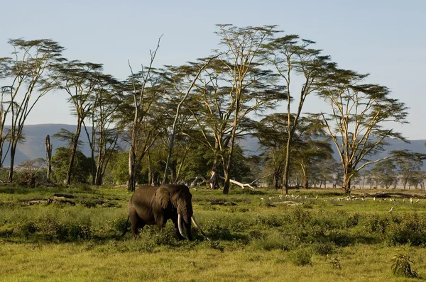 Слон-12 — стоковое фото