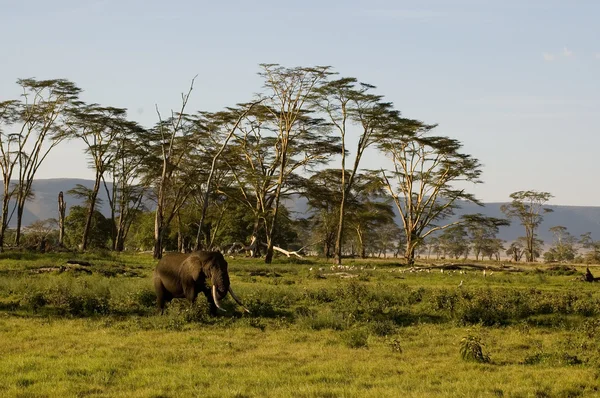 Elefant-13 — Stock Photo, Image