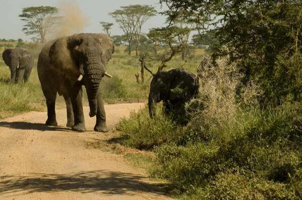 Elefants in savanna, Serengeti reserves, Tanzania.