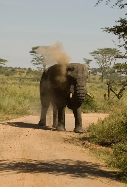 Слон-24 — стоковое фото