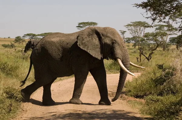 Elefant-29 — Stock Photo, Image