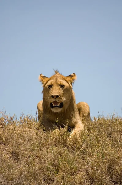 Lion-9 — Stock Photo, Image