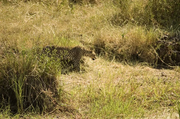 Leopardo-11 — Fotografia de Stock
