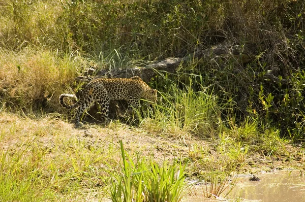 Leopardo-13 — Fotografia de Stock