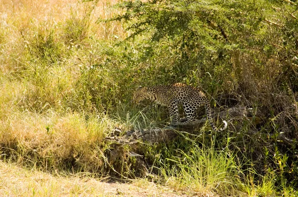 Leopardo-21 — Fotografia de Stock