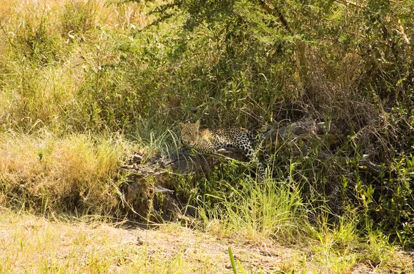 Leopard-24 — Stock Photo, Image
