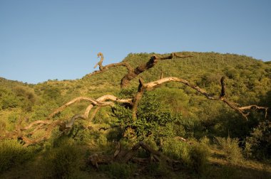 ağaçlar-2