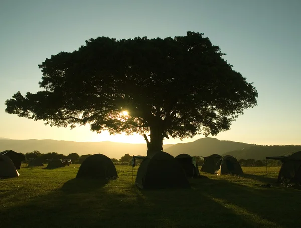 Stock image Trees-7