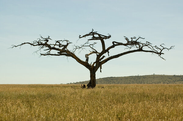 Dry tree, in Serengeti national park, Tanzania.