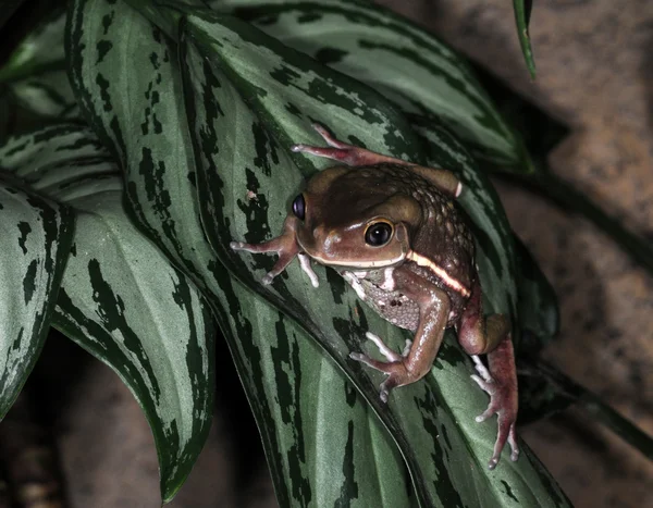 개구리-8 — 스톡 사진