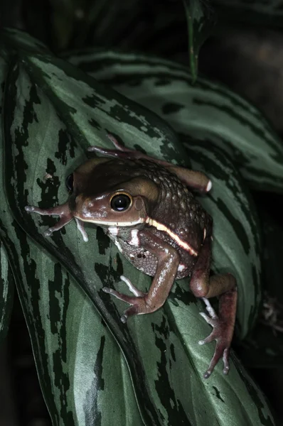 개구리-9 — 스톡 사진